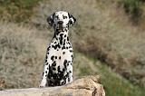 DALMATIEN 134